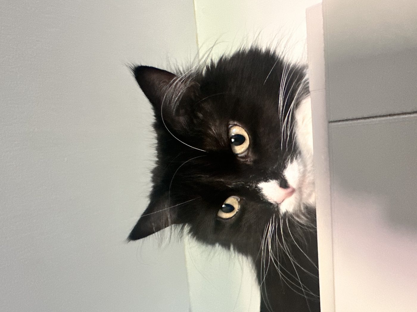 A tuxedo cat peering over a cabinet